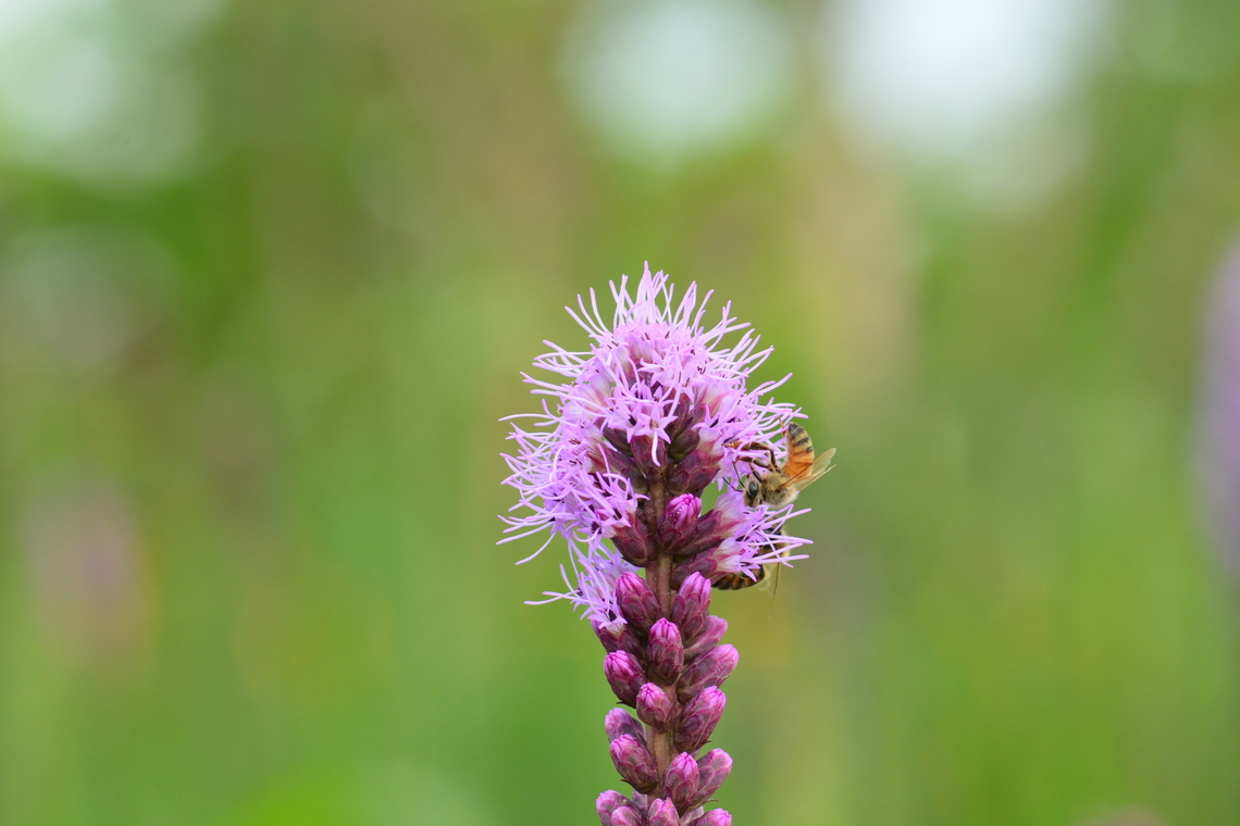 Liatris spicata, 리아트리스  Dense Blazing Star,Geotagged,Liatris spicata,South Korea,Summer,리아트리스