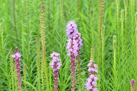 Liatris spicata, 리아트리스  Dense Blazing Star,Geotagged,Liatris spicata,South Korea,Summer,리아트리스