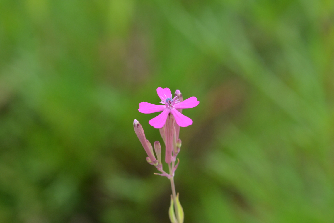 Silene armeria, 끈끈이대나물  Geotagged,Silene armeria,South Korea,Summer,끈끈이대나물