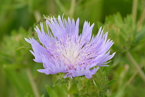 Stokesia Laevis, 스토케시아  Geotagged,South Korea,Stokesia (plant),Stokesia Laevis,Stokesia laevis,Summer,스토케시아