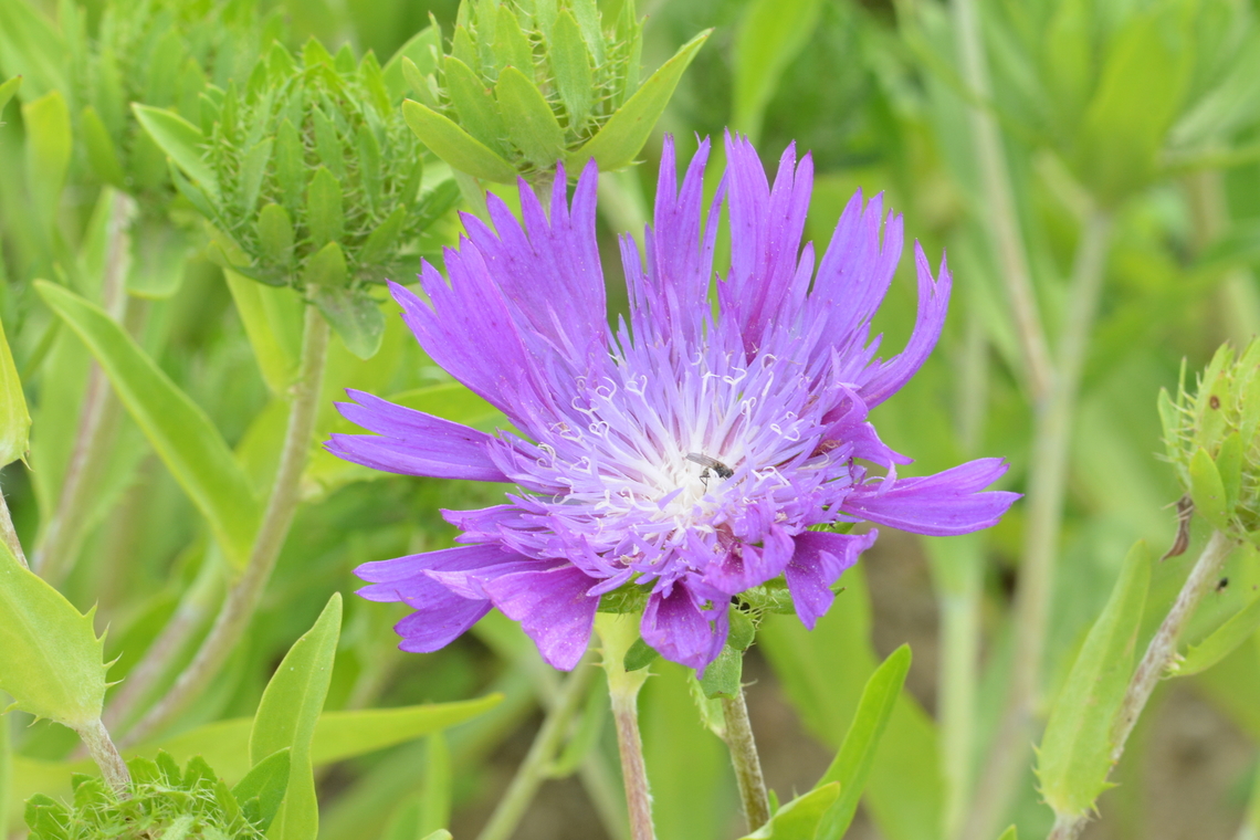 Stokesia Laevis, 스토케시아  Geotagged,South Korea,Stokesia (plant),Stokesia Laevis,Stokesia laevis,Summer,스토케시아