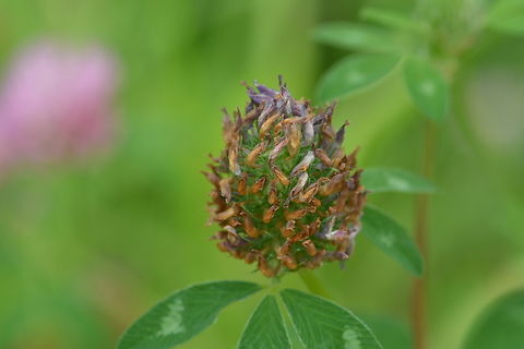 Trifolium pratense(dried), 붉은 토끼풀  Geotagged,Red clover,South Korea,Summer,Trifolium pratense,dried,붉은 토끼풀