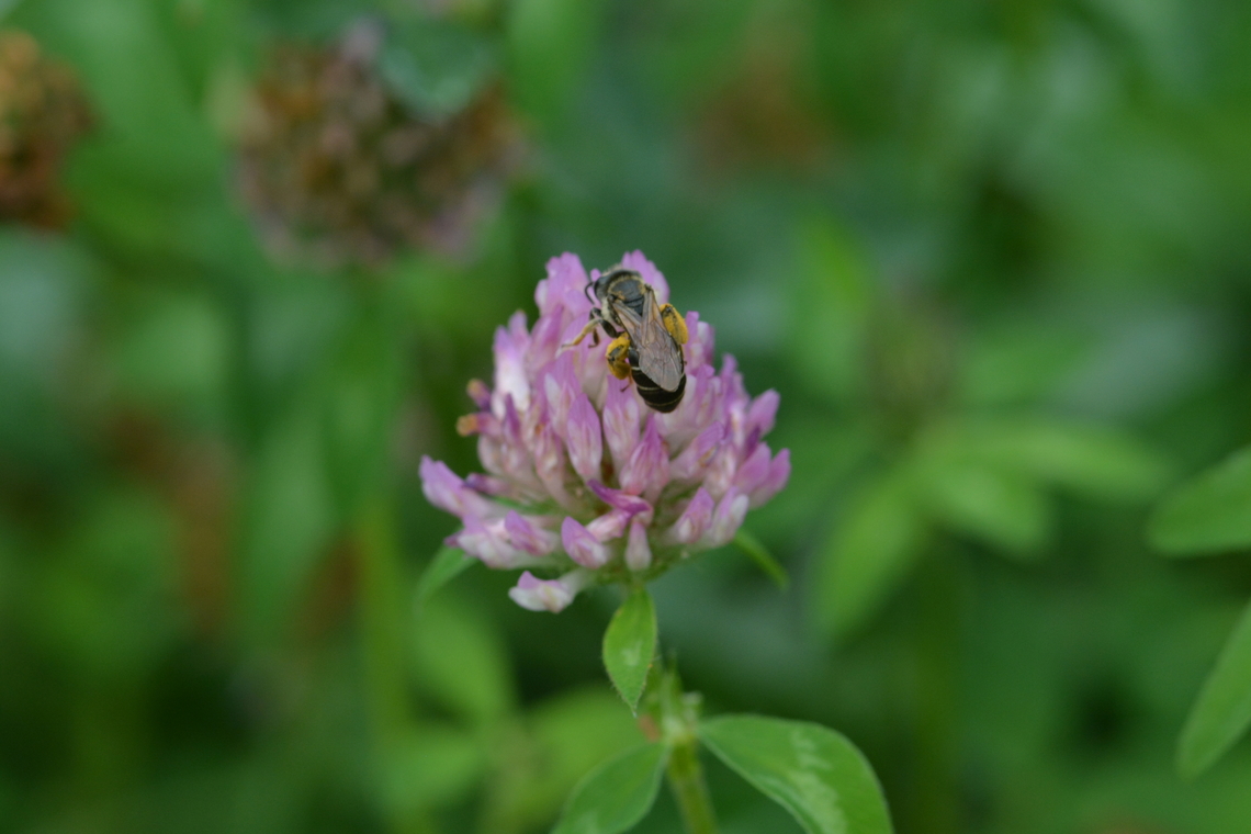 Halictus rubicundus & Red Clover, 벌꿀과 붉은토끼풀  Geotagged,South Korea,Summer,벌꿀과 붉은토끼풀