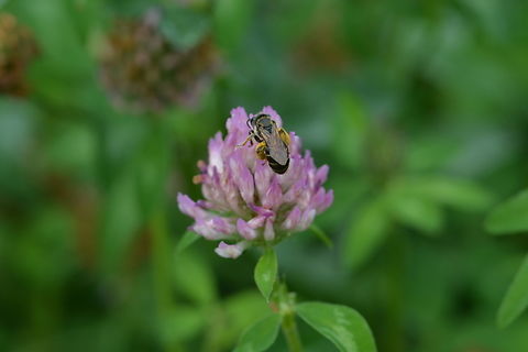 Halictus rubicundus & Red Clover, 벌꿀과 붉은토끼풀  Geotagged,South Korea,Summer,벌꿀과 붉은토끼풀