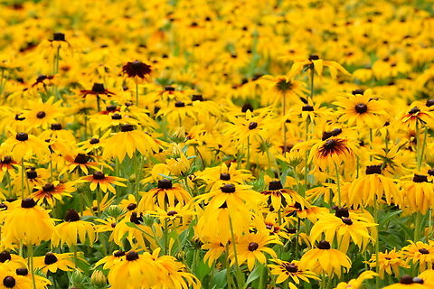 Rudbeckia hirta, 루드베키아  Black-eyed Susan,Geotagged,Rudbeckia hirta,South Korea,Summer,루드베키아