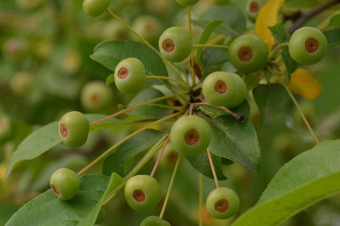 Malus prunifolia, 꽃사과  Geotagged,Malus prunifolia,Pear-leaf Crabapple,South Korea,Summer,꽃사과