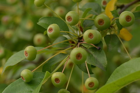 Malus prunifolia, 꽃사과  Geotagged,Malus prunifolia,Pear-leaf Crabapple,South Korea,Summer,꽃사과