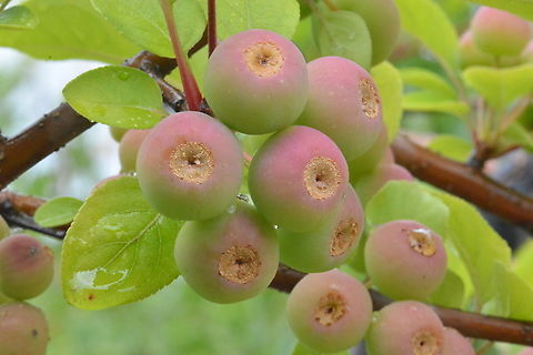 Malus prunifolia, 꽃사과  Geotagged,Malus prunifolia,Pear-leaf Crabapple,South Korea,Summer,꽃사과