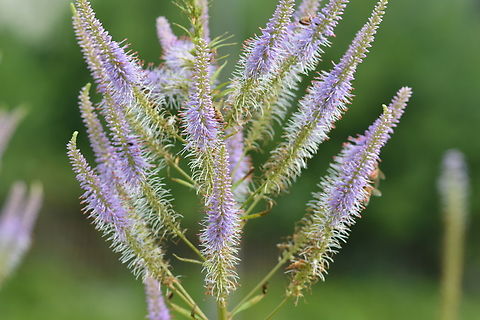 Veronicastrum virginicum,  베로니카  Culvers root,Geotagged,South Korea,Summer,베로니카