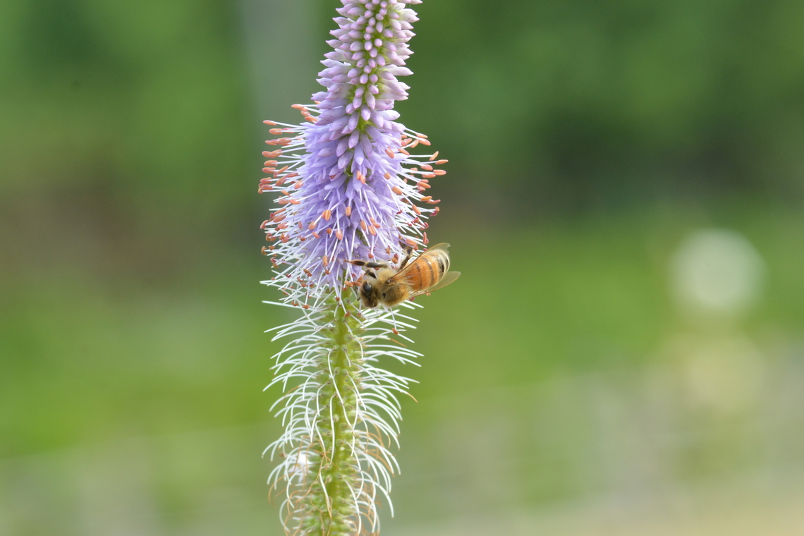 Veronicastrum virginicum,  베로니카  Geotagged,South Korea,Summer,베로니카