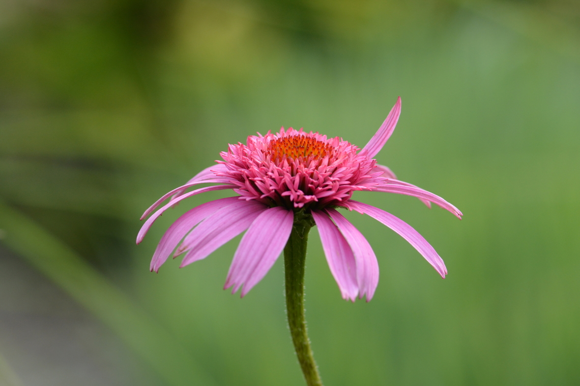 Echinacea Double Scoop Mandarin, 에키네시아  Echinacea Double Scoop Mandarin,Geotagged,South Korea,Summer,에키네시아