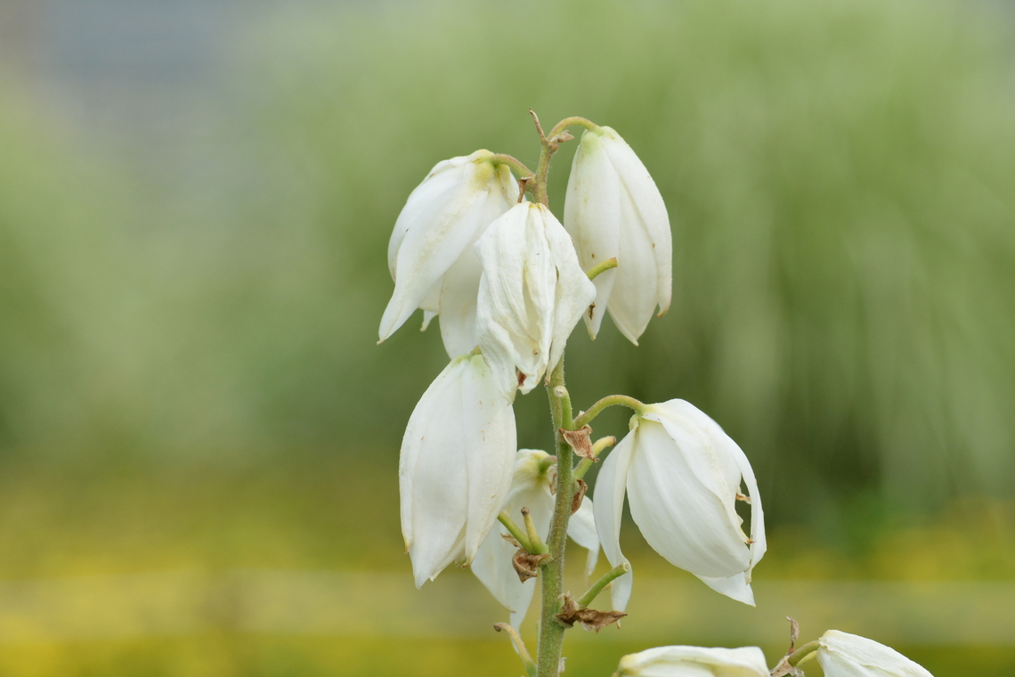 Yucca pallida, 실유카  Geotagged,Pale yucca,South Korea,Summer,Yucca pallida,실유카