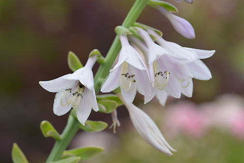 Hosta ventricosa, 비비추  Blue Plantain-Lily,Geotagged,Hosta ventricosa,South Korea,Summer,비비추