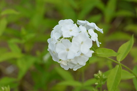 phlox paniculata, 풀협죽도  Geotagged,Phlox paniculata,South Korea,Summer,garden phlox,phlox paniculata,풀협죽도