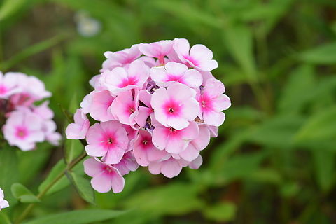 phlox paniculata, 풀협죽도  Geotagged,Phlox paniculata,South Korea,Summer,garden phlox,phlox paniculata,풀협죽도