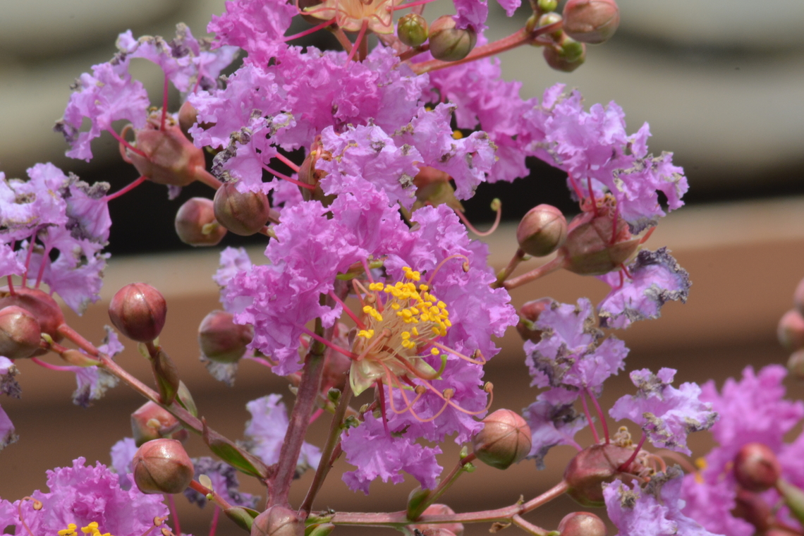 Lagerstroemia indica, 배롱나무  Crape-Myrtle,Geotagged,Lagerstroemia indica,South Korea,Summer,배롱나무