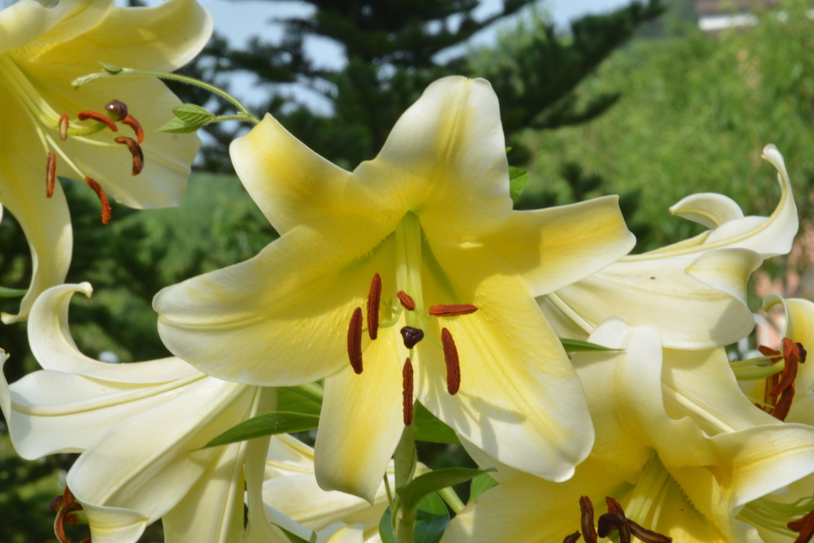 Lilium brownii, 연백합  Geotagged,Lilium brownii,South Korea,Summer,연백합