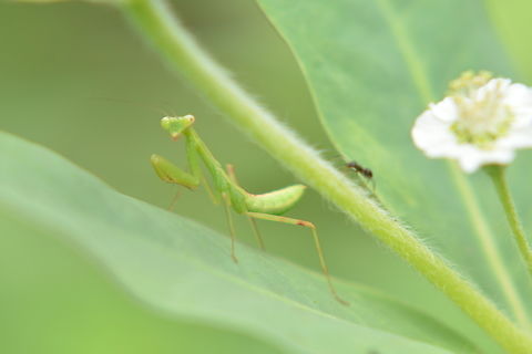Stagmomantis limbata, 사마귀  Geotagged,South Korea,Summer,사마귀