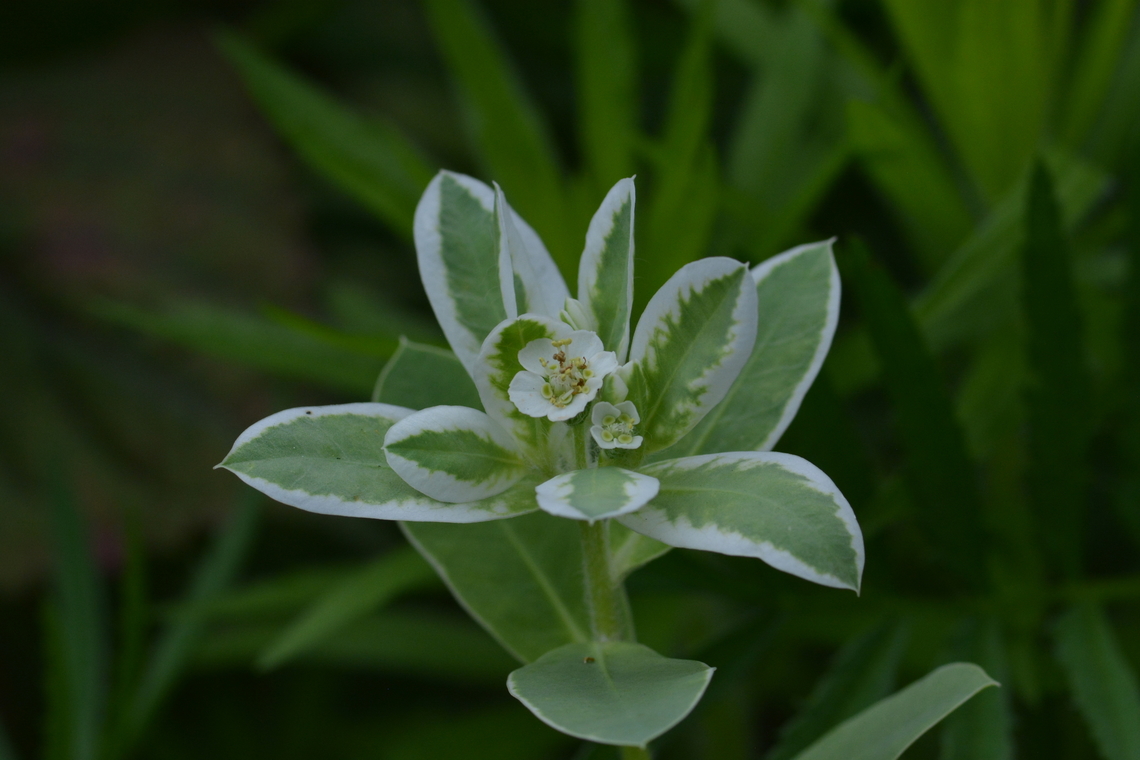 Euphorbia marginata, 설악초  Euphorbia marginata,Geotagged,Snow on the mountain,South Korea,Summer,설악초