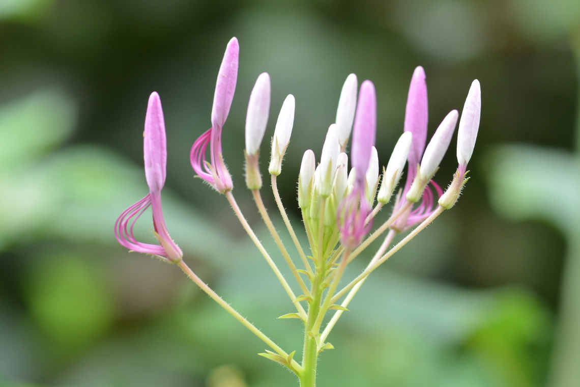 Cleome hassleriana, 족두리꽃  Cleome hassleriana,Geotagged,South Korea,Spider Flower,Summer,족두리꽃