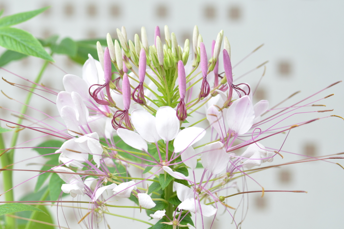 Cleome hassleriana, 족두리꽃  Cleome hassleriana,Geotagged,South Korea,Spider Flower,Summer,족두리꽃