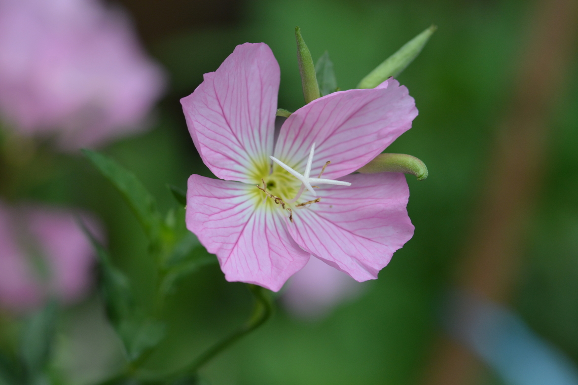Oenothera Rose, 분홍달맞이꽃  Geotagged,Oenothera Rose,Oenothera rosea,South Korea,Summer,분홍달맞이꽃