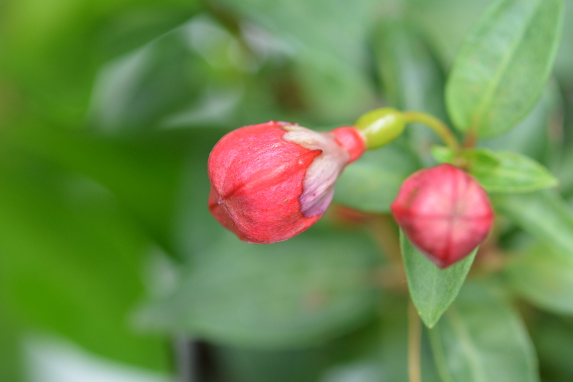 Punica granatum, 석류꽃  Geotagged,Pomegranate,Punica granatum,South Korea,Summer,석류꽃