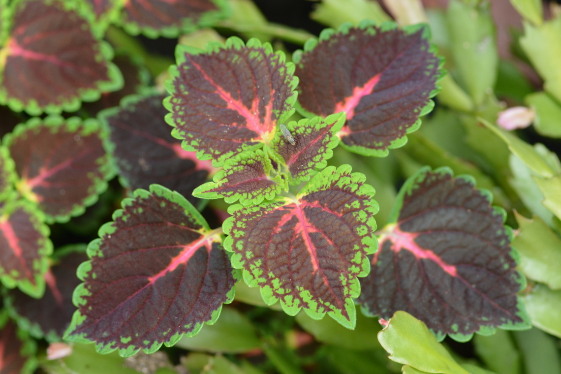 Coleus scutellarioides, 콜레우스  Coleus,Coleus scutellarioides,Geotagged,South Korea,Summer,콜레우스