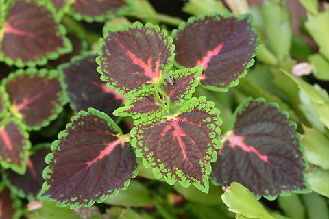 Coleus scutellarioides, 콜레우스  Coleus,Coleus scutellarioides,Geotagged,South Korea,Summer,콜레우스