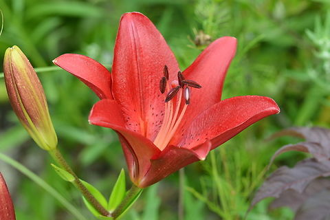 Lilium bulbiferum, 불꽃나리  Fire lily,Geotagged,Lilium bulbiferum,South Korea,Summer,불꽃나리