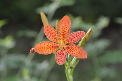 belamcanda chinensis, 범부채  Geotagged,Iris domestica,Leopard flower,South Korea,Summer,belamcanda chinensis,범부채