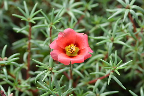 Portulaca grandiflora, 채송화  Geotagged,Moss-rose Purslane,Portulaca grandiflora,South Korea,Summer,채송화