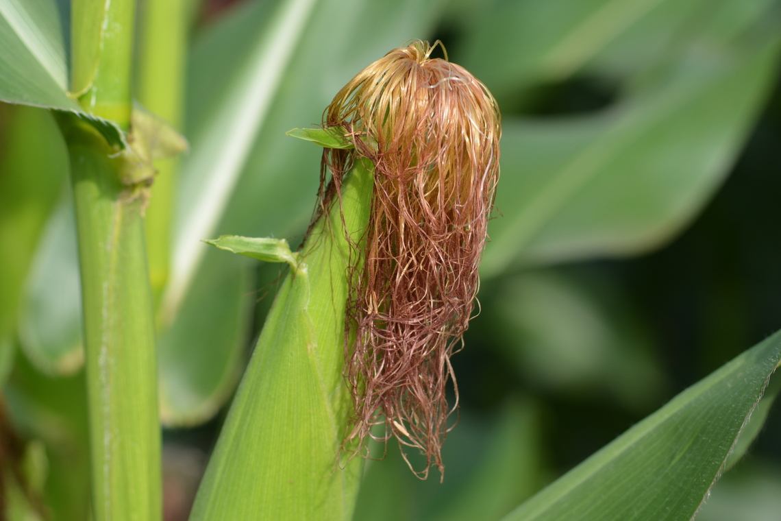 Zea mays, 옥수수  Geotagged,Maize,South Korea,Summer,Zea mays,옥수수