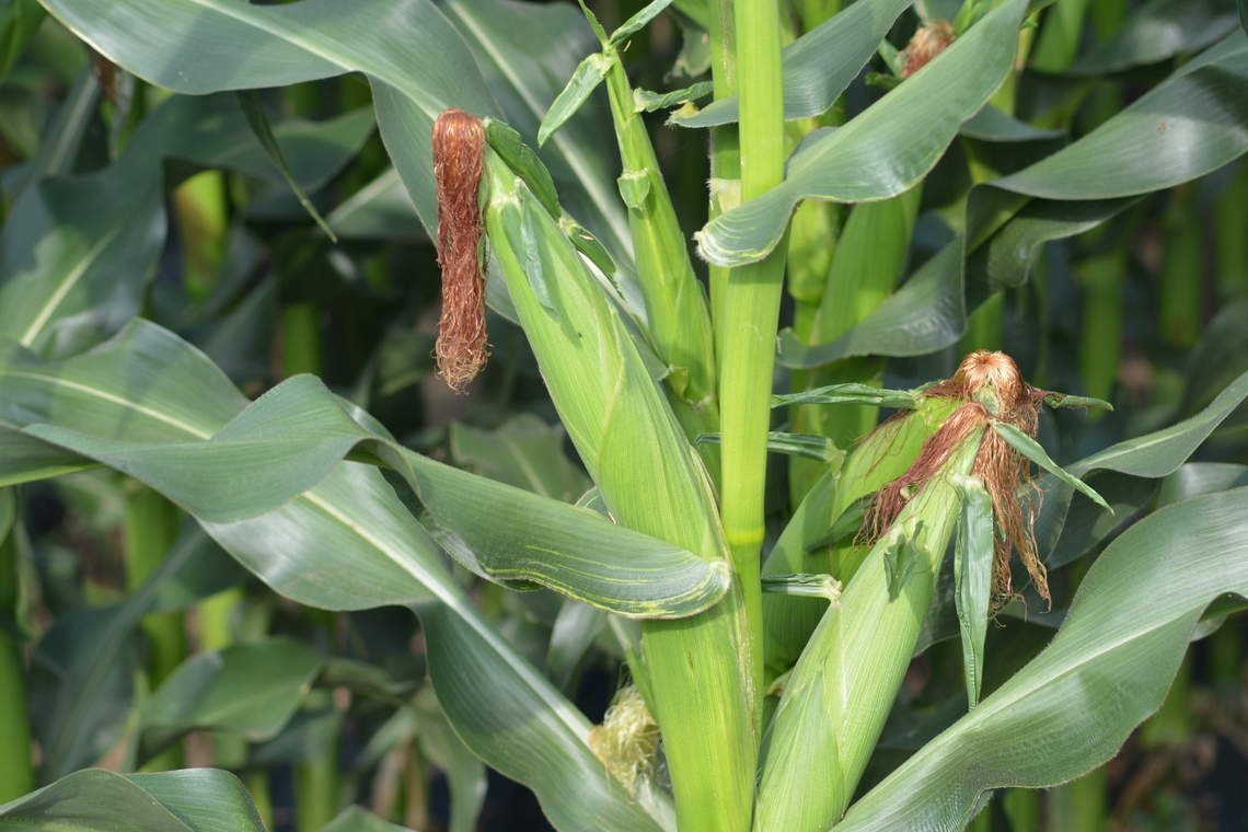Zea mays, 옥수수  Geotagged,Maize,South Korea,Summer,Zea mays,옥수수