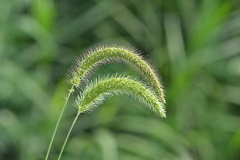 Setaria faberi sister, 강아지풀  Geotagged,Giant foxtail,Setaria faberi,Setaria faberi sister,South Korea,Summer,강아지풀