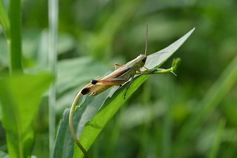 Stethophyma grossum, 끝검은메뚜기  Geotagged,South Korea