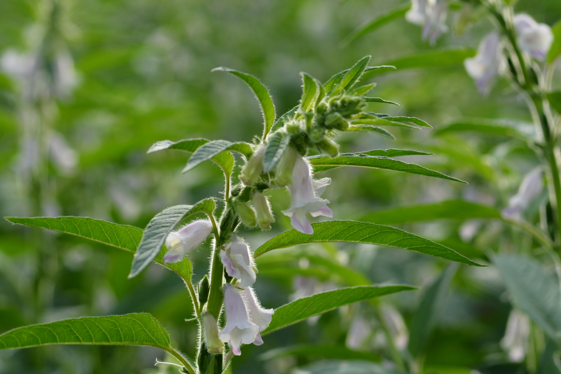 Sesamum indicum, 참깨꽃  Geotagged,Sesame,Sesamum indicum,South Korea,Summer,참깨꽃