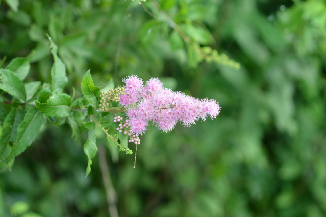 Spiraea salicifolia, 꼬리조팝나무  Geotagged,South Korea,Spiraea salicifolia,Summer,꼬리조팝나무