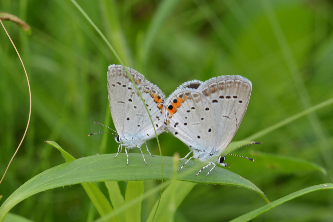 Cupido argiades, 암먹부전나비  Cupido argiades,Geotagged,Short-tailed blue,South Korea,Summer,암먹부전나비