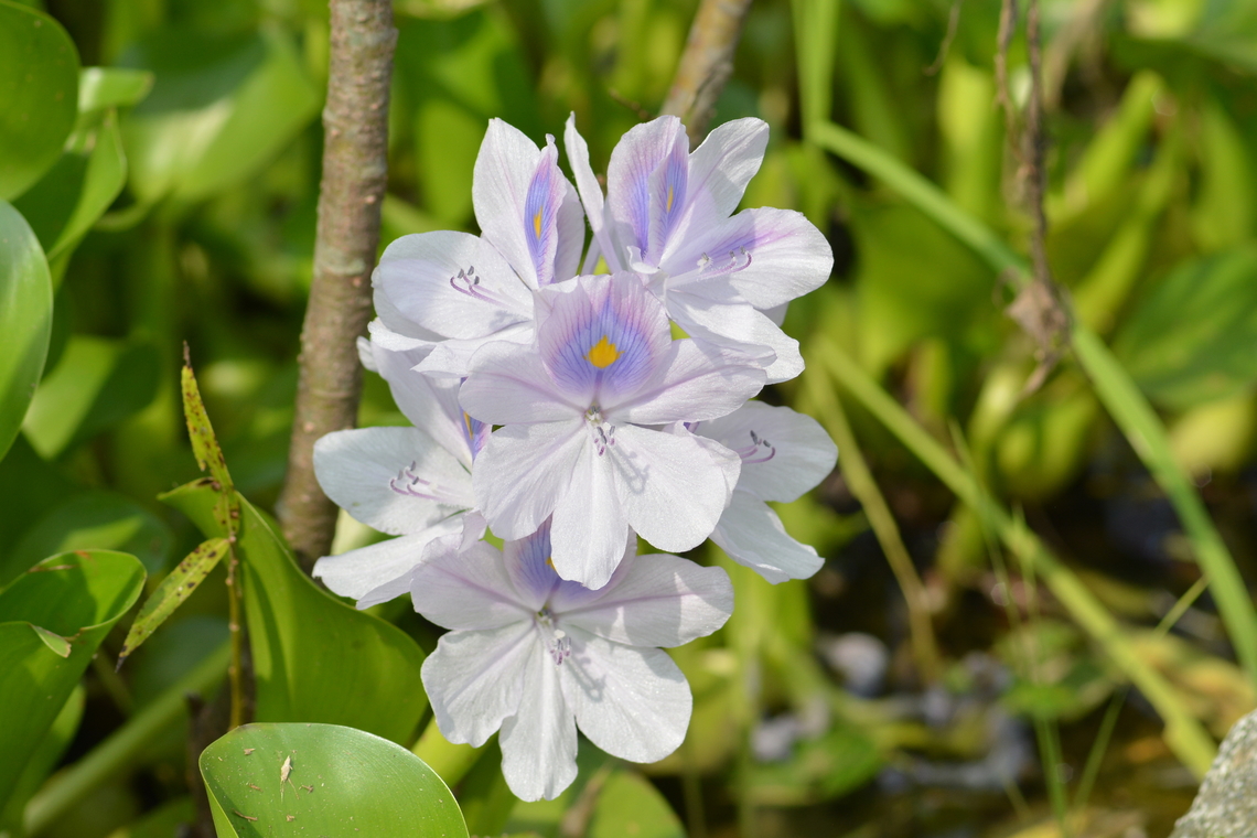 Pontederia crassipes, 히야신스  Common water hyacinth,Eichhornia crassipes,Geotagged,Pontederia crassipes,South Korea,Summer,히야신스