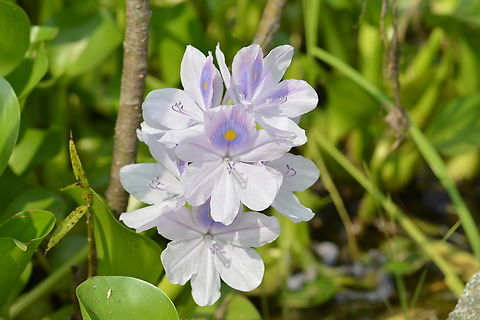 Pontederia crassipes, 히야신스  Common water hyacinth,Eichhornia crassipes,Geotagged,Pontederia crassipes,South Korea,Summer,히야신스