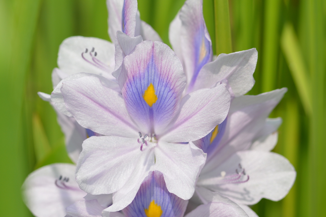 Pontederia crassipes, 히야신스  Common water hyacinth,Eichhornia crassipes,Geotagged,Pontederia crassipes,South Korea,Summer,히야신스