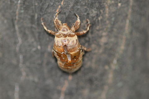 Cicada exuvia  Cicada exuvia,Geotagged,South Korea,Summer,cicada shell