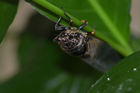 Cicada  Cicada,Geotagged,South Korea,Summer