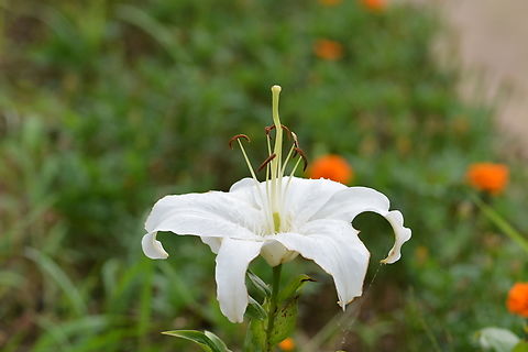 Casablanca lilies  Casablanca lilies,Geotagged,South Korea,Summer
