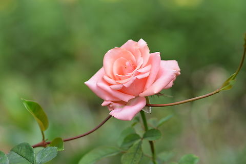 Rosa 'Queen Elizabeth'  Geotagged,Rosa 'Queen Elizabeth',South Korea,Summer