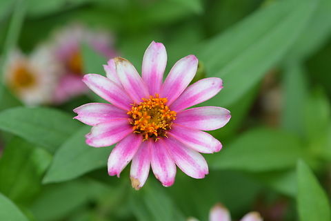 Zinnia angustifolia  Geotagged,South Korea,Summer,Zinnia angustifolia