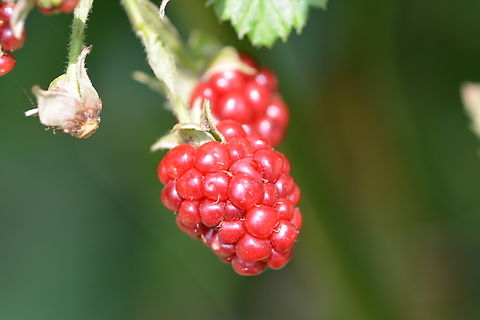 Rubus allegheniensis,  Allegheny blackberry,Geotagged,Rubus allegheniensis,South Korea,Summer,blackberry