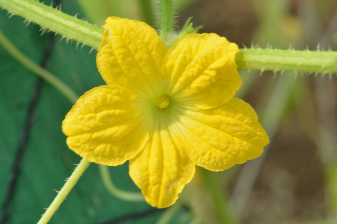 Cucumis sativus, 오이꽃  Cucumber,Cucumis sativus,Geotagged,South Korea,Summer,오이꽃
