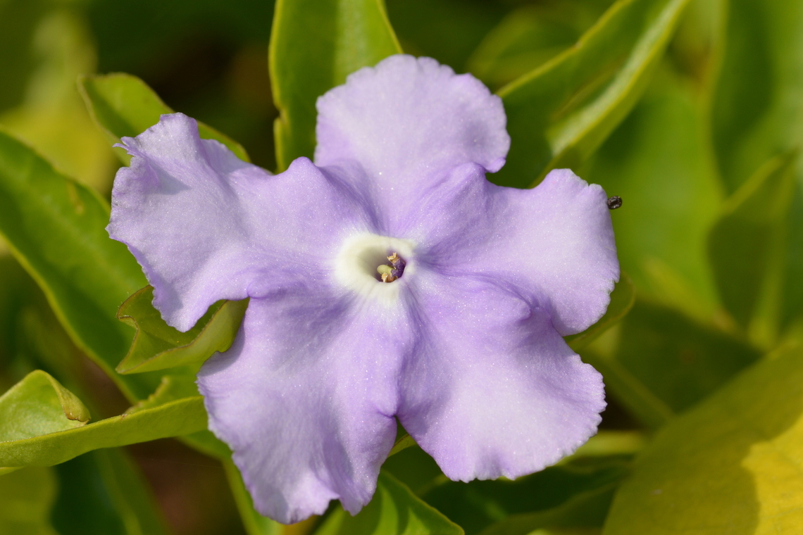 Brunfelsia pauciflora, 자스민  Brunfelsia pauciflora,Geotagged,South Korea,Summer,자스민